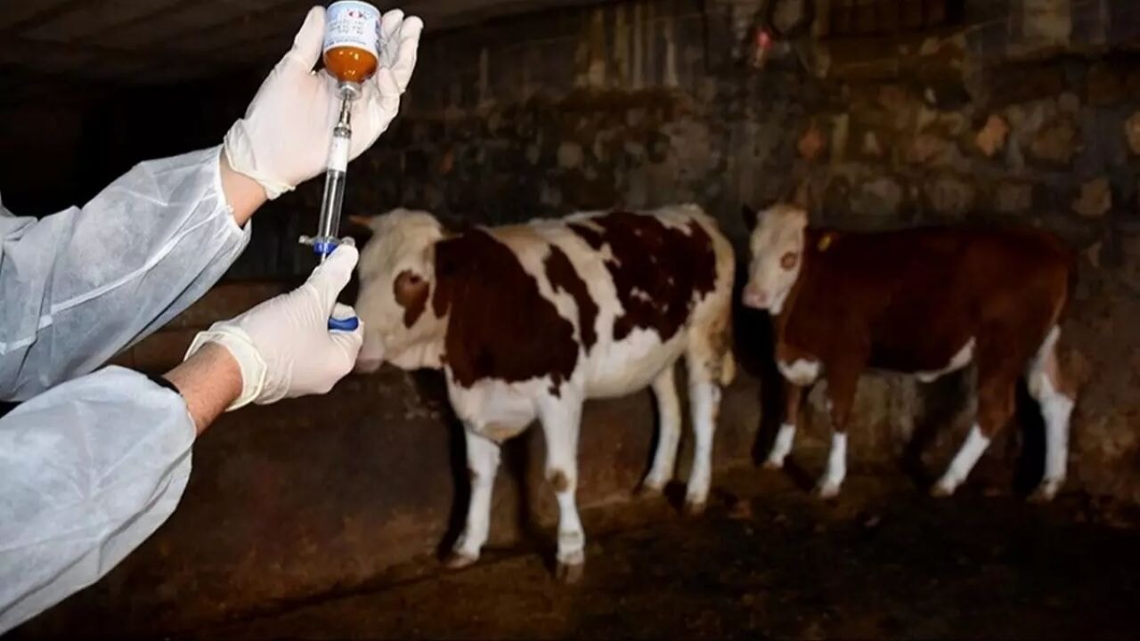 Tarım Bakanlığı şap hastalığına karşı alarma geçti