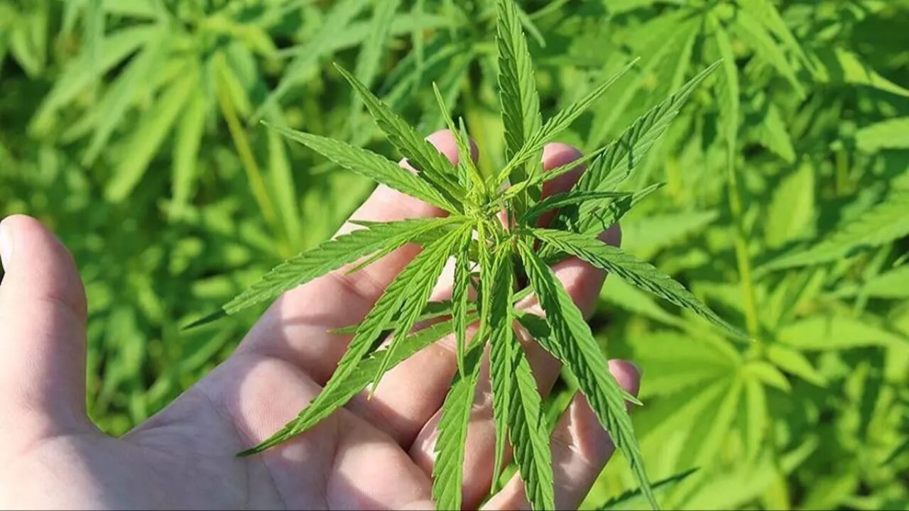 Tıbbi kenevir nasıl üretilecek? Kenevir üretimi için hangi izinler gerekiyor?  Hangi bakanlık yetkili olacak?