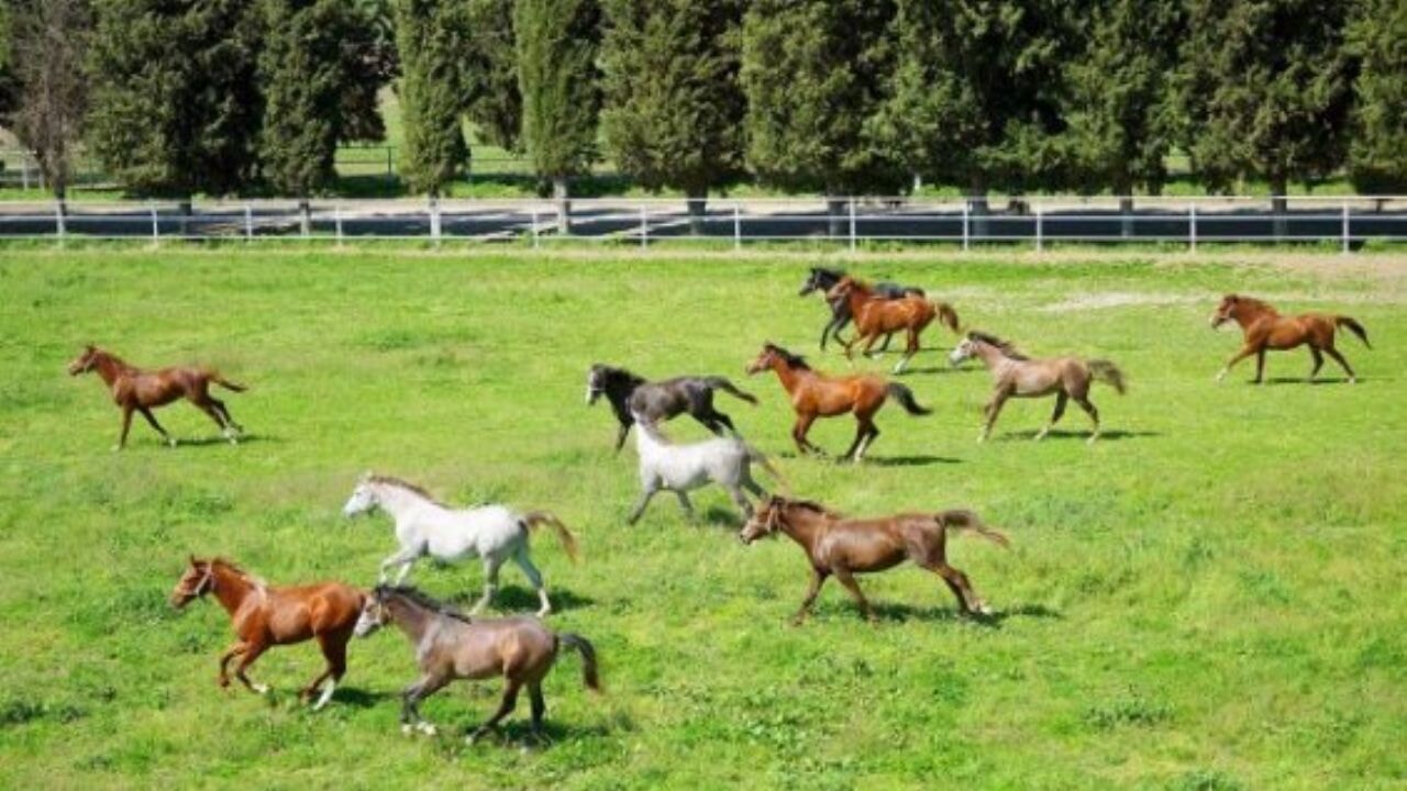 TİGEM 60 safkan Arap koşu tayını satışa sunuyor: İhale tarihi belli oldu