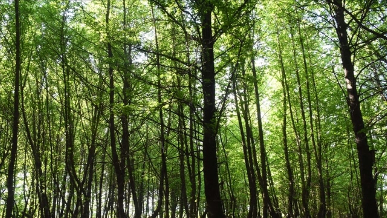 Türkiye genelinde ormana giriş yasağı