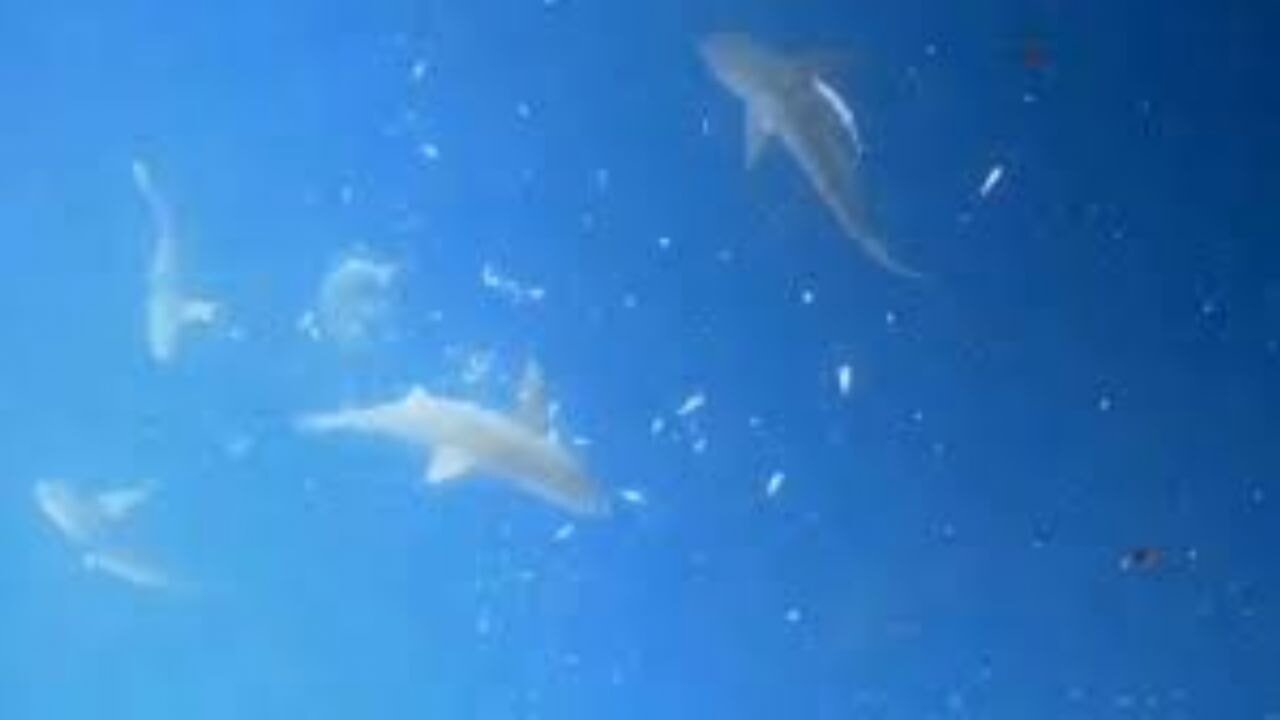 Türkiye sahillerinde camgöz paniği! Köpek balıkları kıyıda avlanıyor