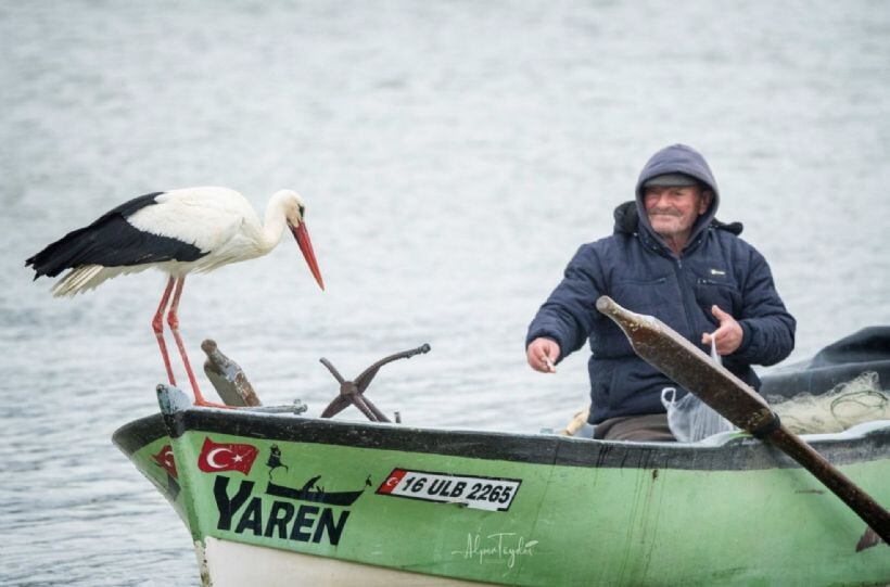 'Yaren Leylek ve Adem Amca' buluştu | Geciken hasret son buldu: Yaren leylek Adem amcanın kayığına kondu