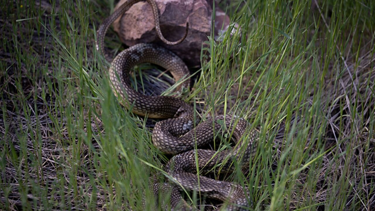 Yılan ısırdı, kurtarılamadı: Şırnak'ta eski muhtar hayatını kaybetti