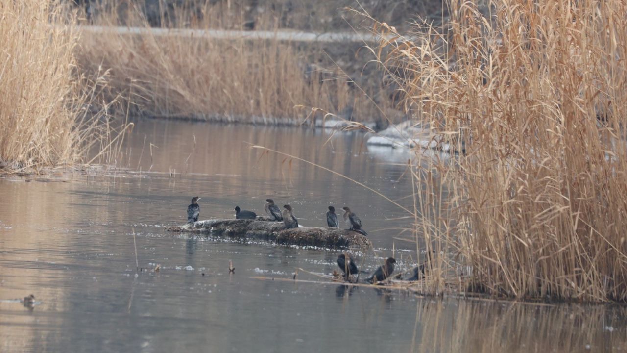 Ağrı Dağı Milli Parkı 200'ü aşkın kuş türüne ev sahipliği yapıyor