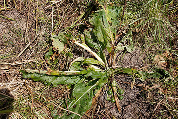 Efsane bitki; Adam otu