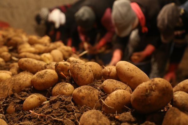 Vatandaşa patates müjdesi