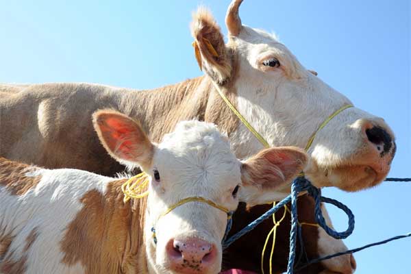 Kurban etinde 'Paralel Yapı' iddiası