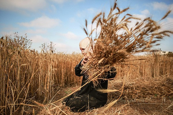 İsrail ateşi altında hasat