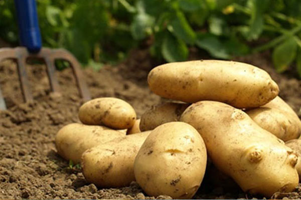 Patates fırsatçıları yandı