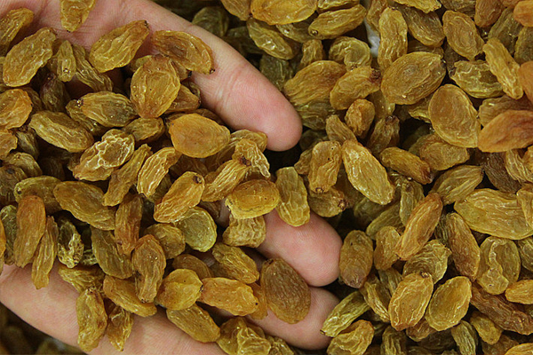 Okullarda 'kuru üzüm' dağıtımı başlıyor