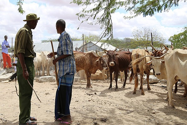 İHH'dan Cibuti'ye canlı hayvan yardımı