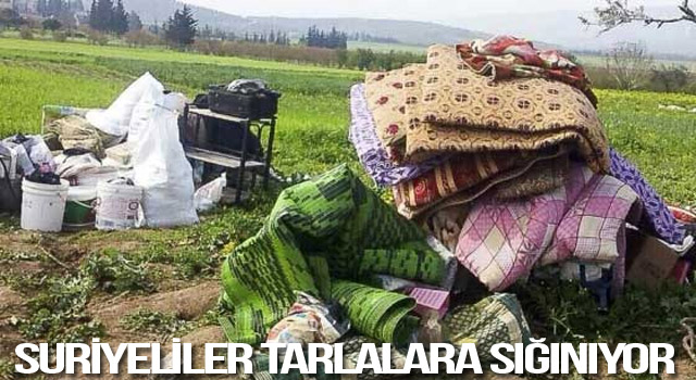 Suriyeliler 'tarlalara' sığınıyor