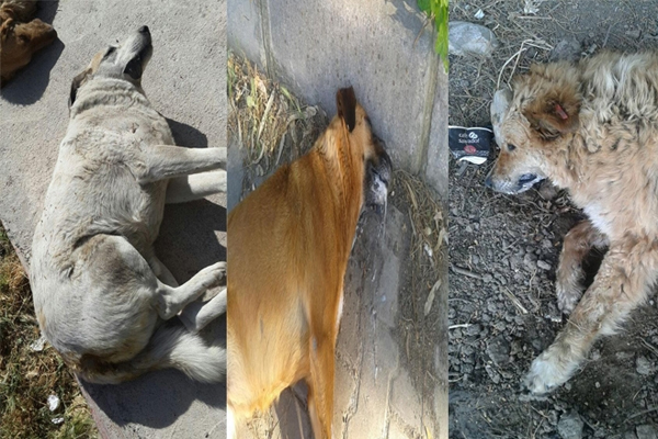 Ege Üniversitesi'nde köpekleri zehirlediler