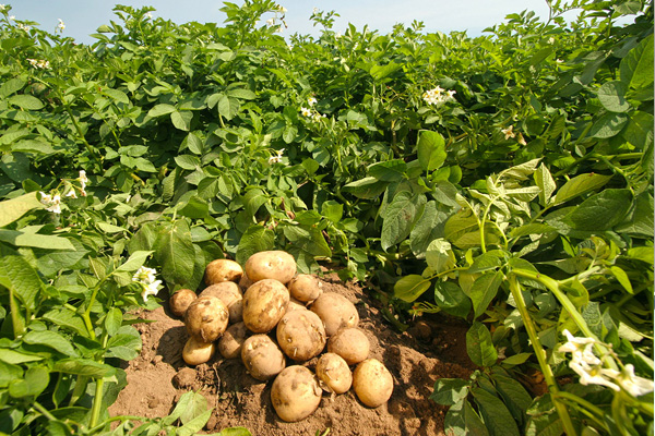 Patates fiyatları Rekabet Kurumu gündeminde