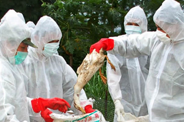 İzmir'de kuş gribi paniği