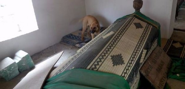 Türbede köpek ayıbı