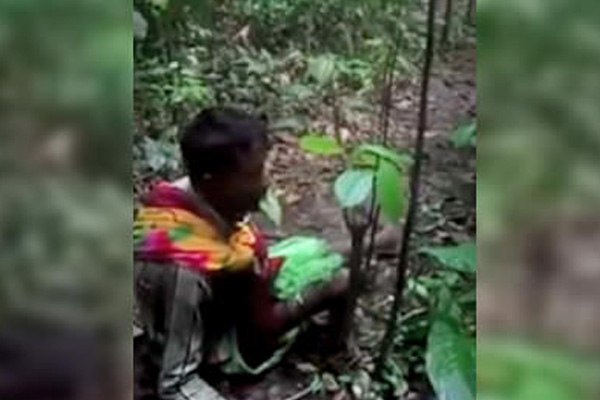 Ağaç yaprakları yiyerek hayatta kalmaya çalışıyorlar