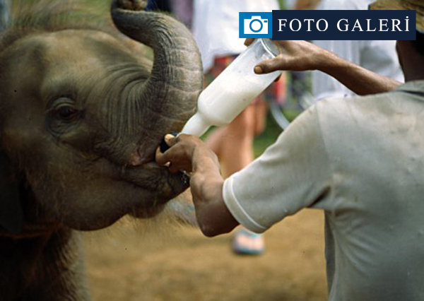 Dünyanın ilk ve tek fil yetimhanesi