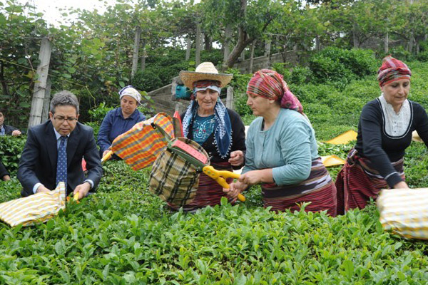 Çay üreticilerini memnun eden alım!