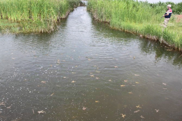 Diyarbakır'da Kurbağa Operasyonu