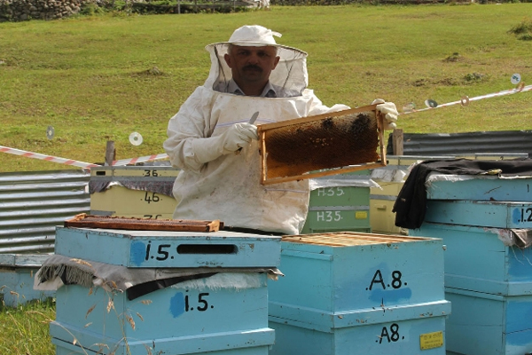 Anzer'in kilosu bu yıl 150 lira arttı