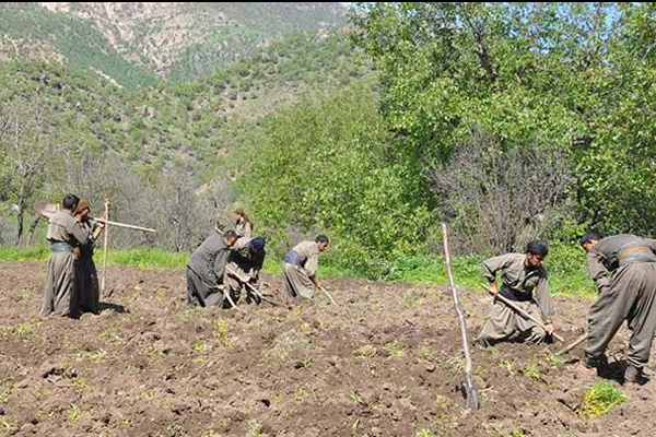 PKK tarlaya indi