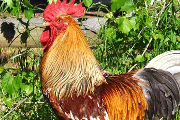 Horoz aileyi rehin aldı