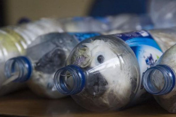 Hayvan kaçakçılarının yöntemi vicdanları sızlattı