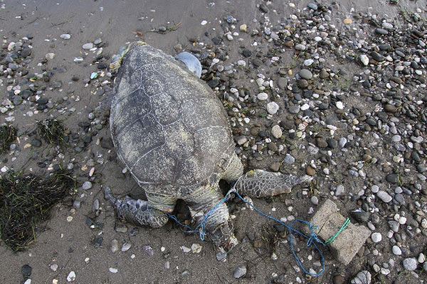 Fethiye'de kaplumbağaya işkence