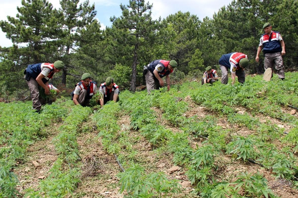 24 milyon liralık kenevir baskını