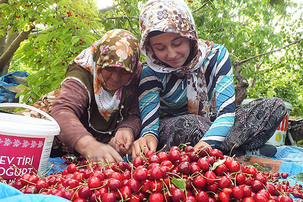 Orada kiraz 'dalından' ihraç ediliyor