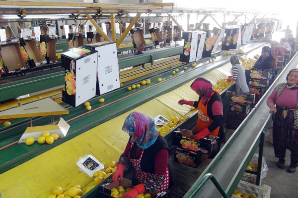 Rusya bir tek limona yasak koymadı