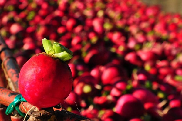 Osmaniye'de turp hasadına başlandı