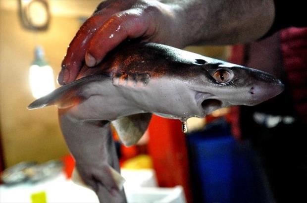 Hamsinin peşine takıldı, avlandı