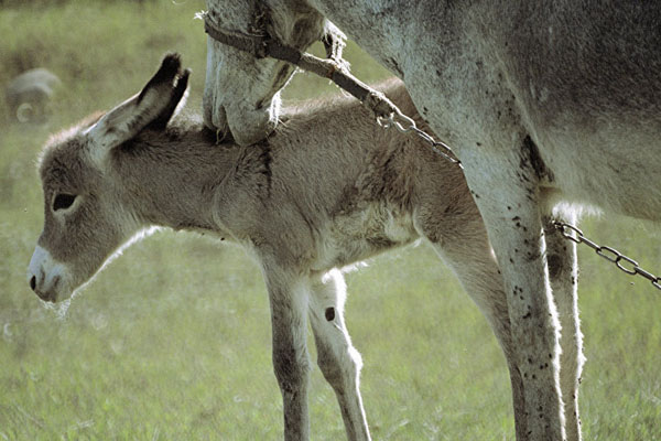 Polis eşeği 'gözaltına aldı'