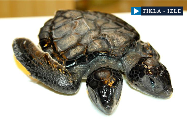 'Çift başlı deniz kaplumbağası'na otopsi