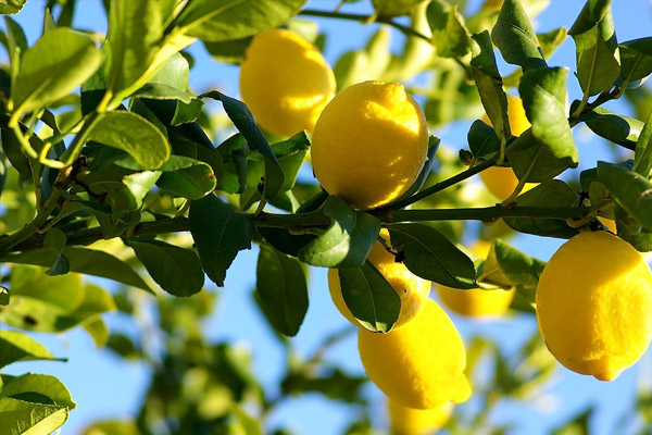 Fiyatı fırlayınca Rusya yasak koyamadı