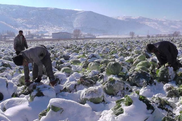 Muş'ta lahanalar kar altında kaldı