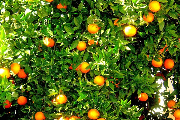 Rusya krizi portakal üreticisini korkutuyor