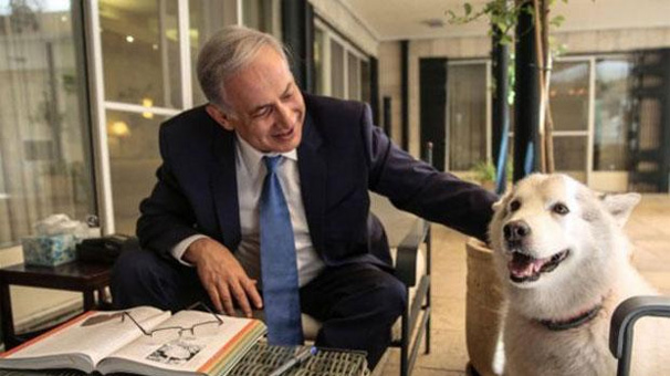 Netanyahu'nun köpeği konukları ısırdı