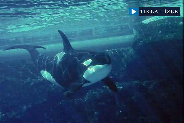 Balina, eğitmenine saldırdı!