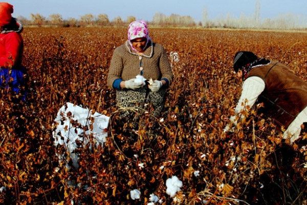 Iğdır’da 26 yıl sonra pamuk yetişti