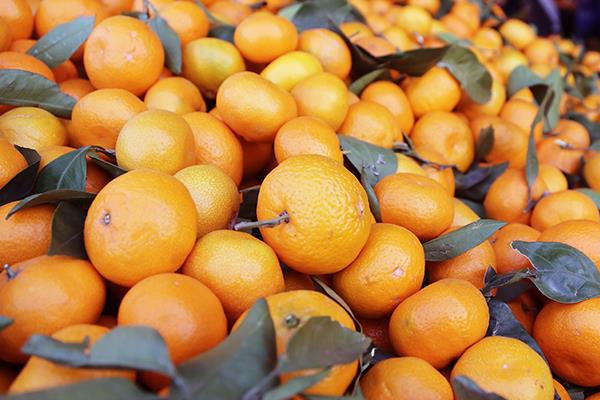 'Rusya, narenciyeyi 2 kat pahalı alacak'