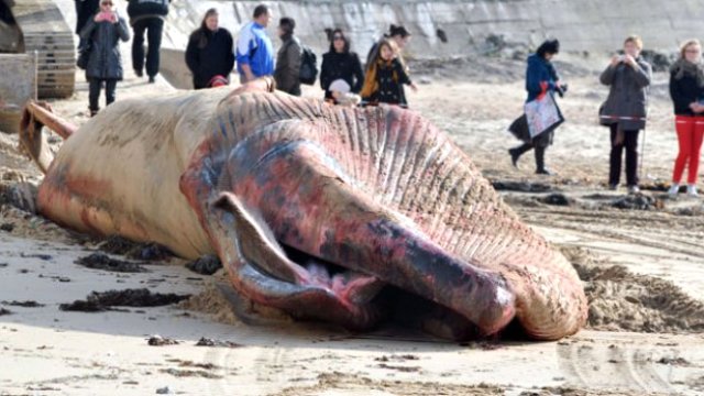 9 metrelik balina sahile vurdu