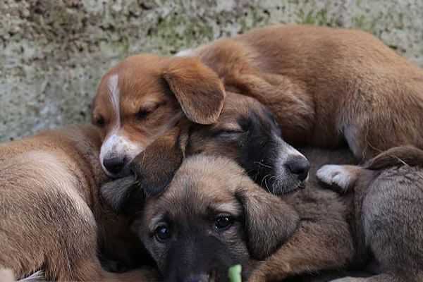 Sokak hayvanlarına 'çip' takılacak