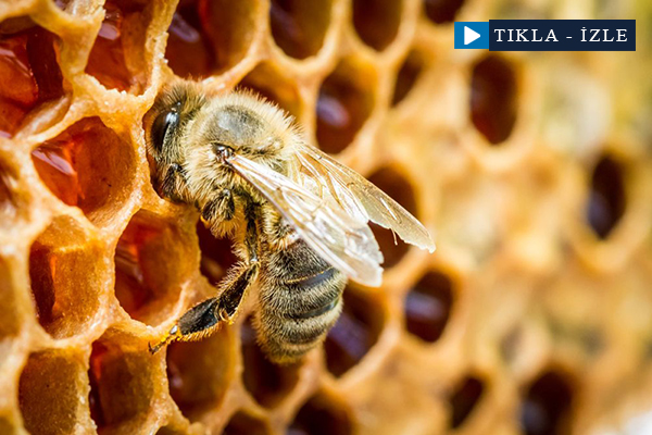 Kovandan 'kırmızı bal' çıktı