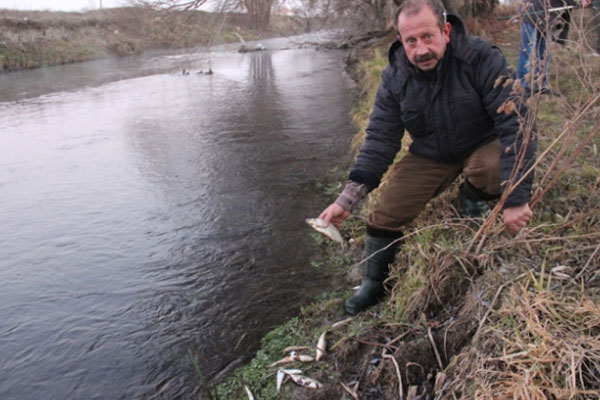 Porsuk Çayı’nda toplu balık ölümleri