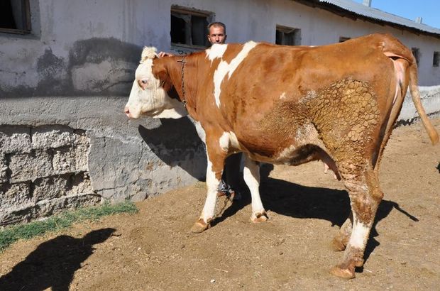 Panikten hayvan pazarı kapatıldı