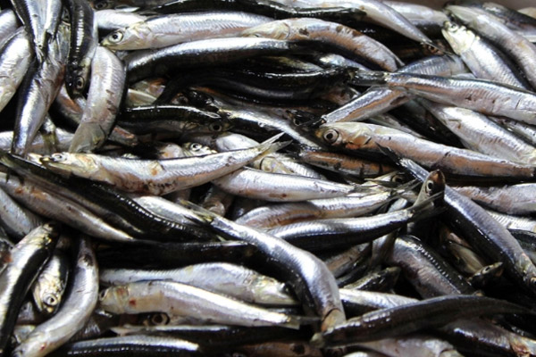 42 ton hamsiye el konuldu