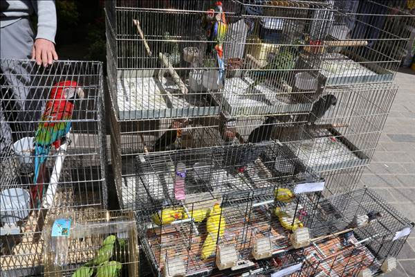 150 kaçak papağan yakalandı